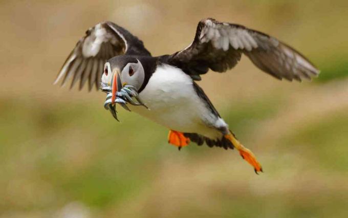 Puffin (Fratercula arctica), kes veab kütitud tobiaid (Ammodytes), Wales, Suurbritannia