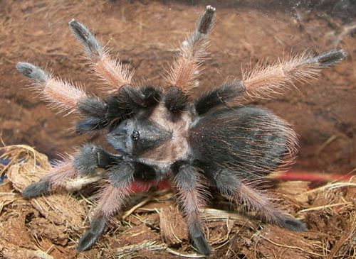 Mehhiko Redleg Tarantula (Brachypelma emilia)