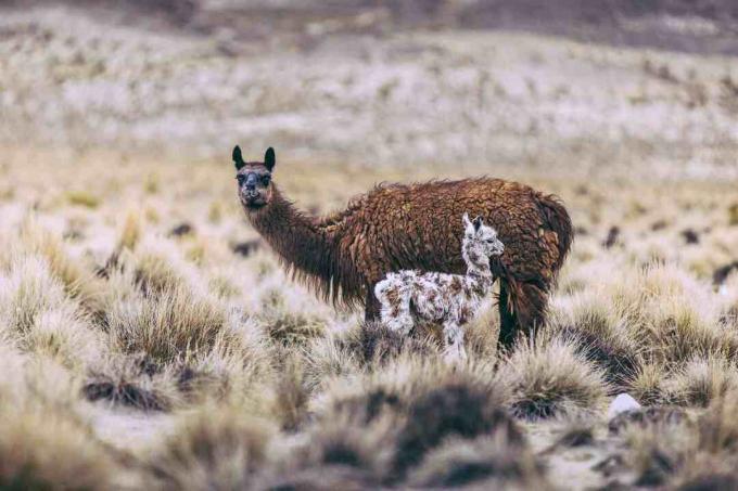 Laama ja tema cria.