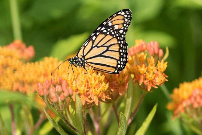 monarh sööb milkweed