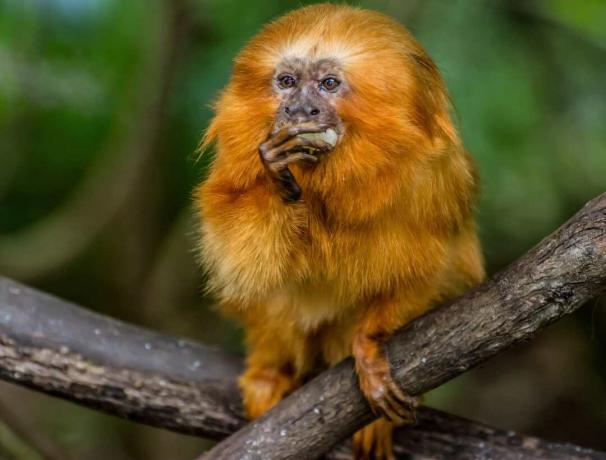 Uue Maailma ahvid, nagu tamariin, kasutavad saagiks püüdmiseks ja söömiseks küünistega pikitud sõrmi.