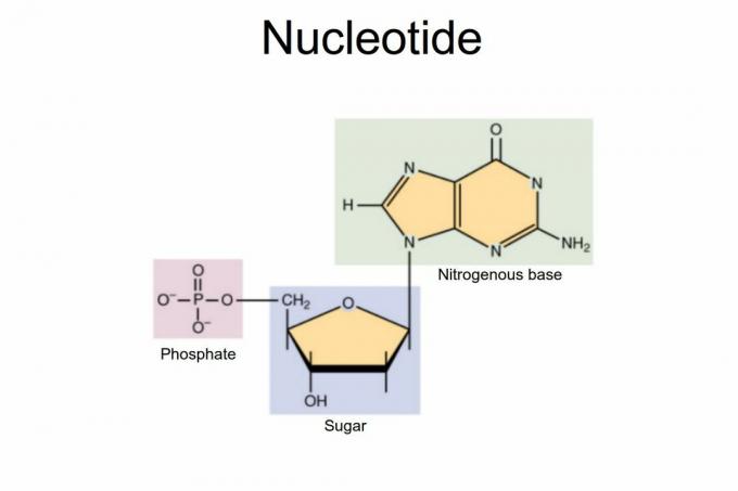 Nukleotiid