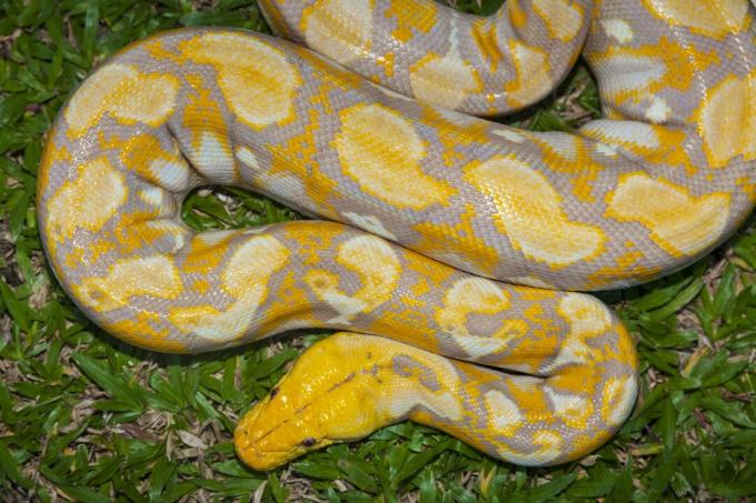 Albino Birma Python