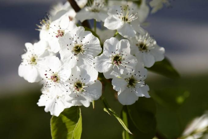 Lähivõte Callery pirnipuust