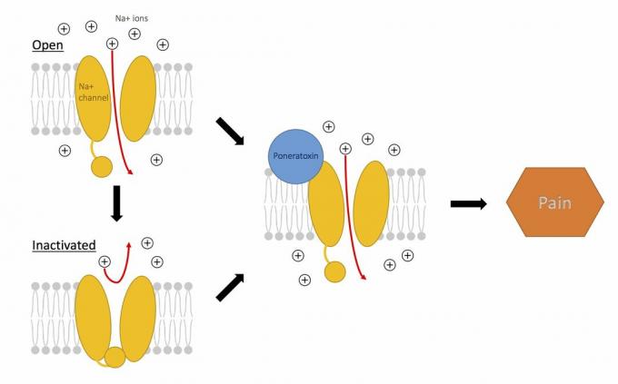 Poneratoksiini toime naatriumikanalitele valu tekitamiseks.