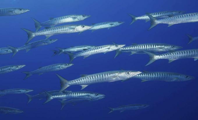 Blackfin barracuda kool vees Rangiroa atolli lähedal, Prantsuse Polüneesias