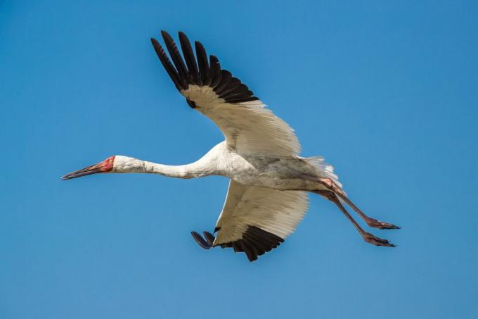 Siberi kraana (Grus leucogeranus) lennu ajal