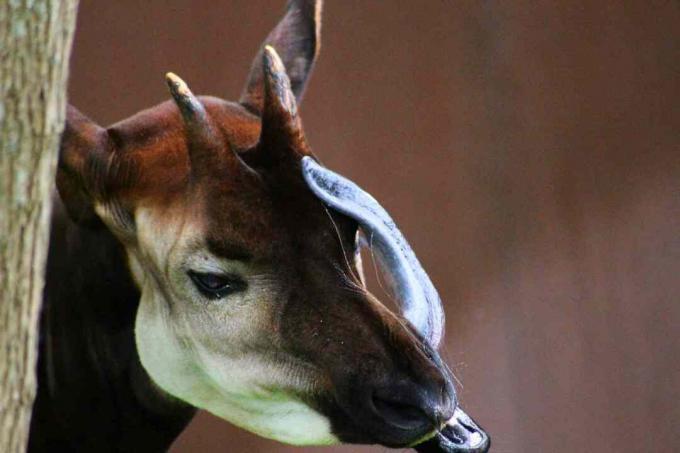 Mees okapi