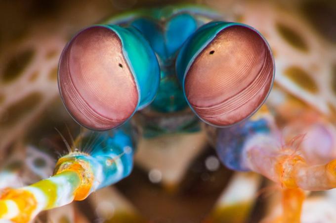 Peacock Mantis Shrimp (Odontodactylus scyllarus) silmad