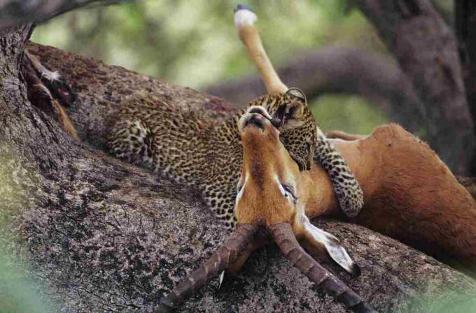 Leopard (Panthera pardus), kes sööb Keenias puupoega