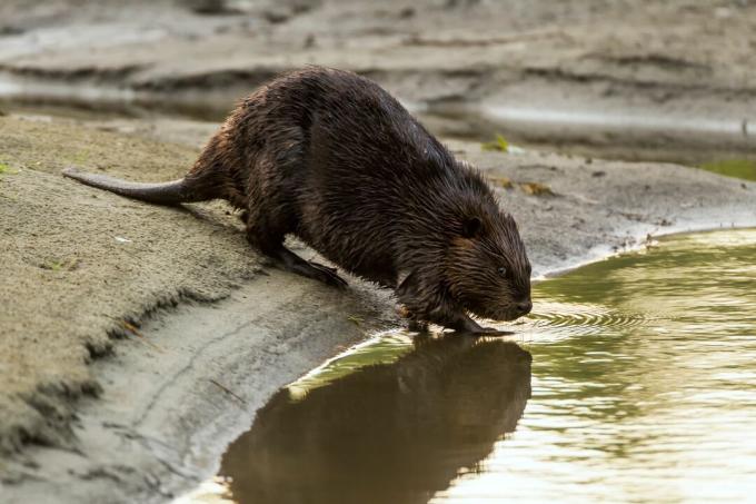 Kobras, Ameerika kobras, Castor canadensis, täiskasvanu siseneb vette