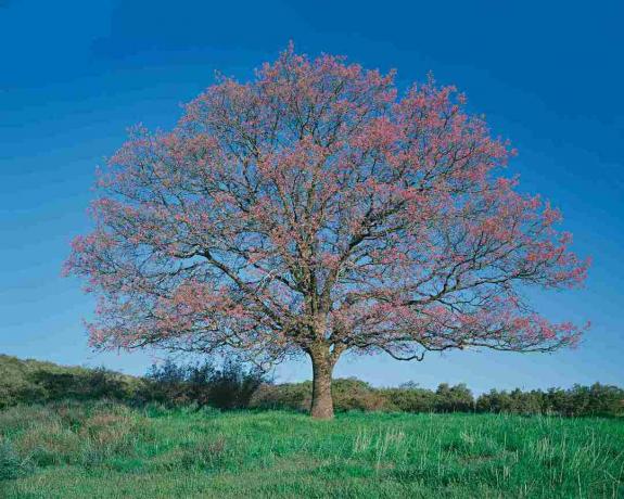 Must tamm (Quercus kelloggii) põllul, kevad