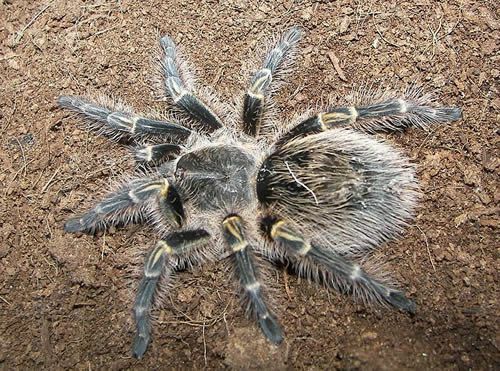 Chaco kuldne põlve tarantula (Grammostola aureostriata)