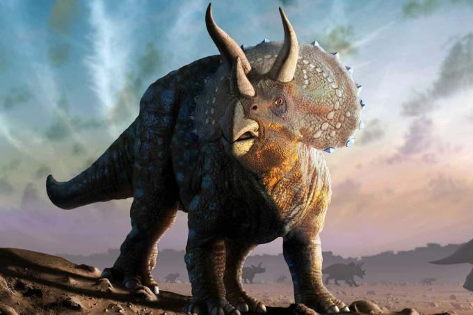 Triceratops dinosaurus.