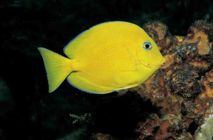 Noorsoo sinine tang (Paracanthurus hepatus)