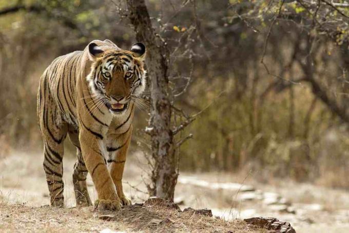 Bengali tiiger Ranthambhore'i rahvuspargis Indias Rajasthanis