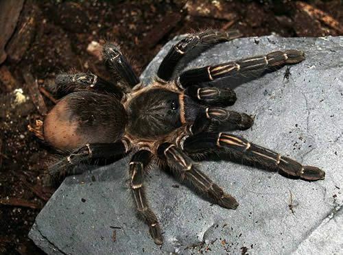 Costa Rica sebra tarantula (Aphonopelma seemanni)