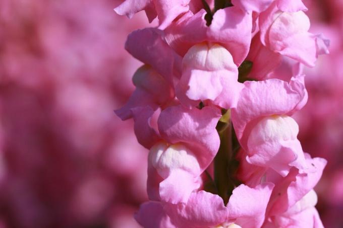 Roosad Snapdragons