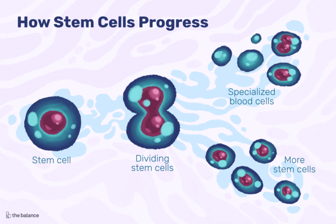 Graafik, mis näitab, kuidas tüvirakkude areng hõlmab jagavat lahtrit ja spetsialiseeritud rakke.